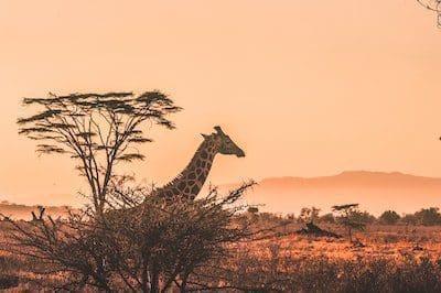 Giraffe in Sunset in Africa